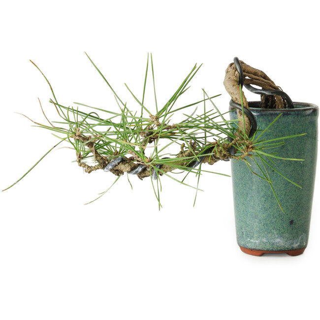 Pinus thunbergii, 8,5 cm, ± 8 years old