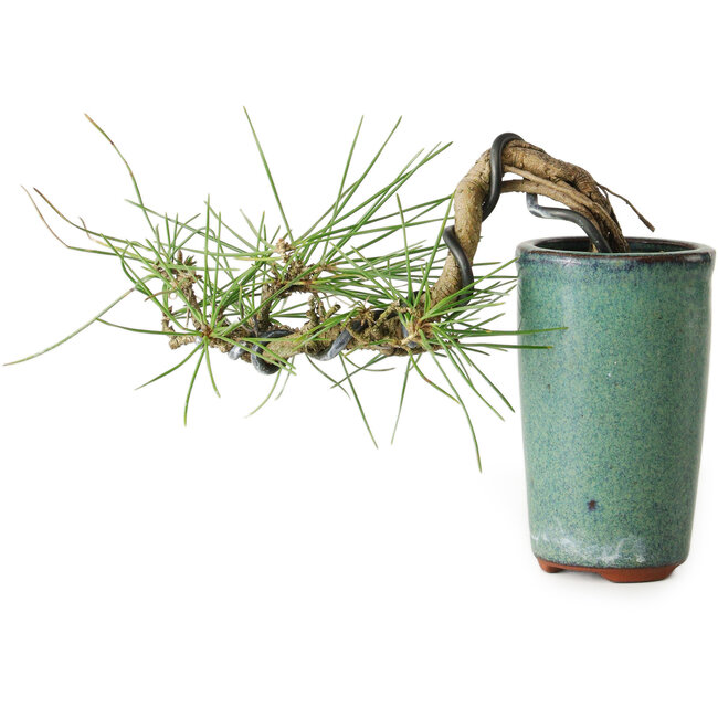 Pinus thunbergii, 8,5 cm, ± 8 anni