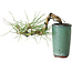 Pinus thunbergii, 8,5 cm, ± 8 jaar oud
