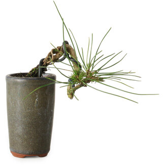 Pinus thunbergii, 8,5 cm, ± 8 Jahre alt