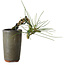Pinus thunbergii, 8,5 cm, ± 8 ans
