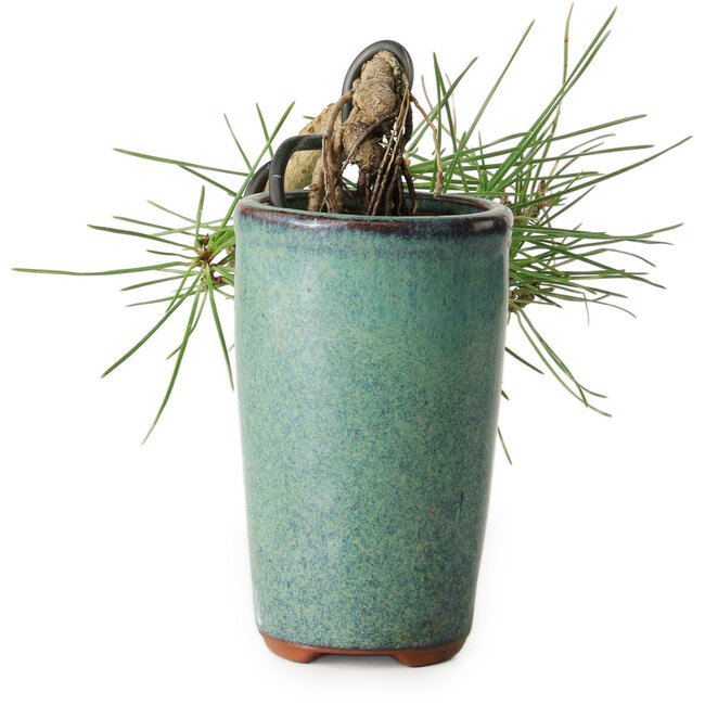 Pinus thunbergii, 8,5 cm, ± 8 Jahre alt