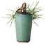 Pinus thunbergii, 8,5 cm, ± 8 jaar oud