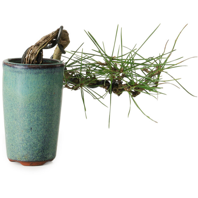 Pinus thunbergii, 8,5 cm, ± 8 Jahre alt