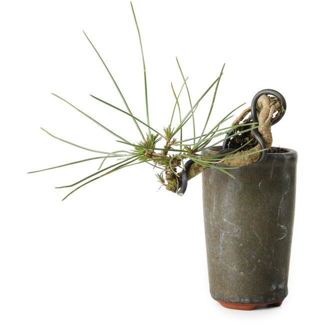 Pinus thunbergii, 8,5 cm, ± 8 anni