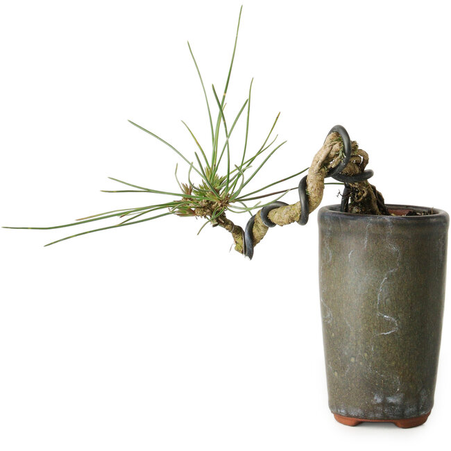 Pinus thunbergii, 8,5 cm, ± 8 años