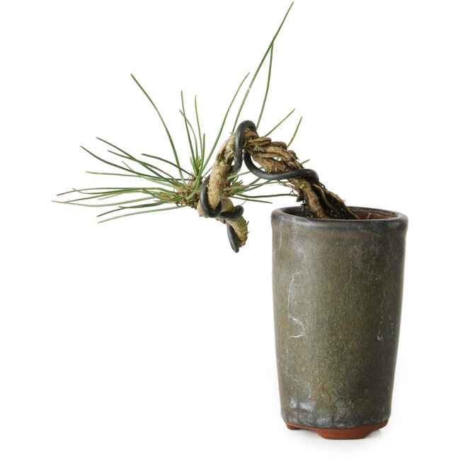Pinus thunbergii, 8,5 cm, ± 8 anni