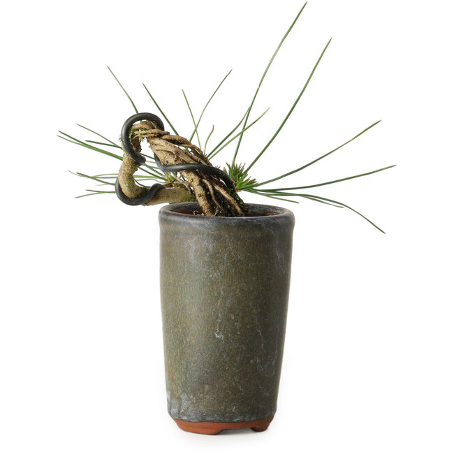 Pinus thunbergii, 8,5 cm, ± 8 ans