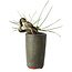 Pinus thunbergii, 8,5 cm, ± 8 Jahre alt
