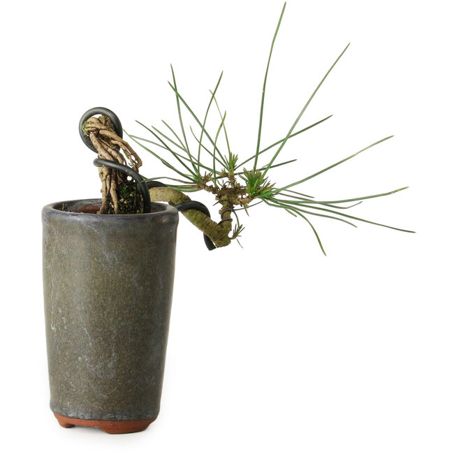 Pinus thunbergii, 8,5 cm, ± 8 Jahre alt