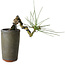 Pinus thunbergii, 8,5 cm, ± 8 ans