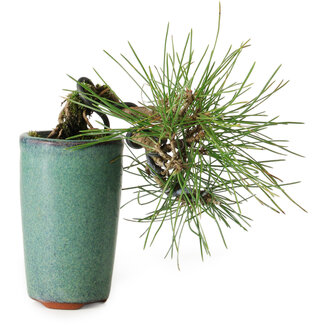 Pinus thunbergii, 8,5 cm, ± 8 years old