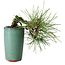 Pinus thunbergii, 8,5 cm, ± 8 years old