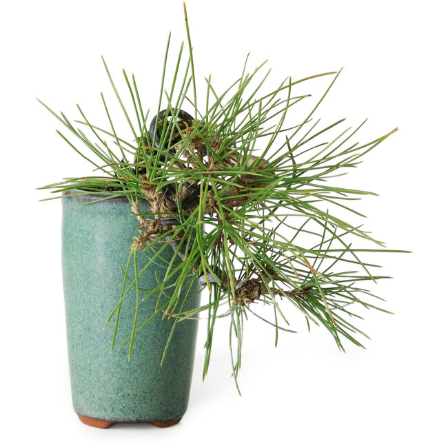 Pinus thunbergii, 8,5 cm, ± 8 years old