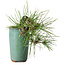Pinus thunbergii, 8,5 cm, ± 8 years old