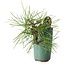 Pinus thunbergii, 8,5 cm, ± 8 ans
