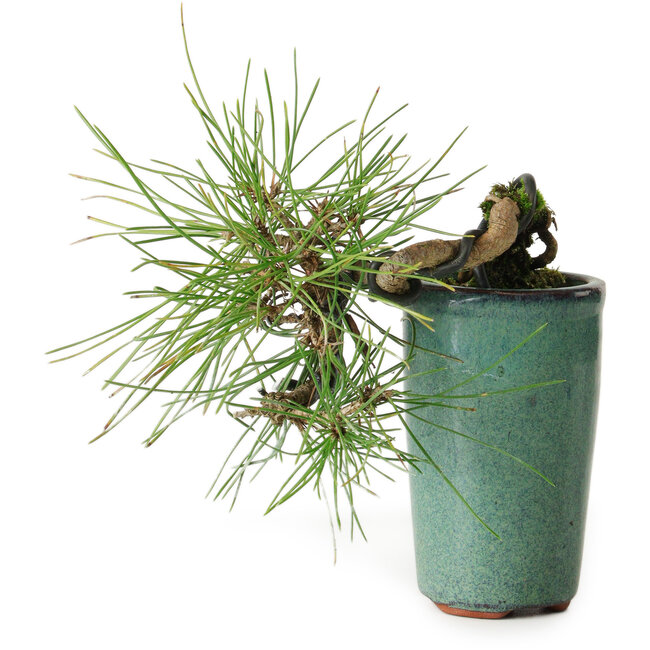 Pinus thunbergii, 8,5 cm, ± 8 jaar oud