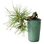 Pinus thunbergii, 8,5 cm, ± 8 years old