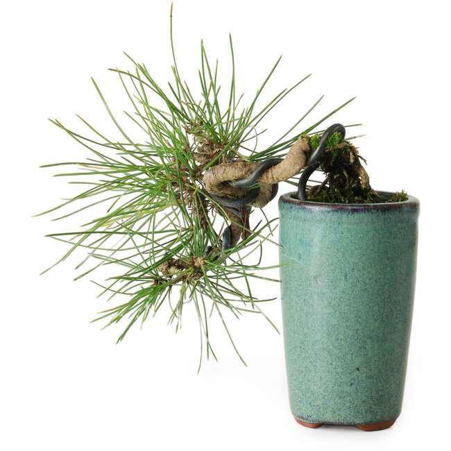 Pinus thunbergii, 8,5 cm, ± 8 jaar oud