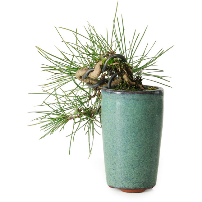 Pinus thunbergii, 8,5 cm, ± 8 años