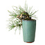 Pinus thunbergii, 8,5 cm, ± 8 years old