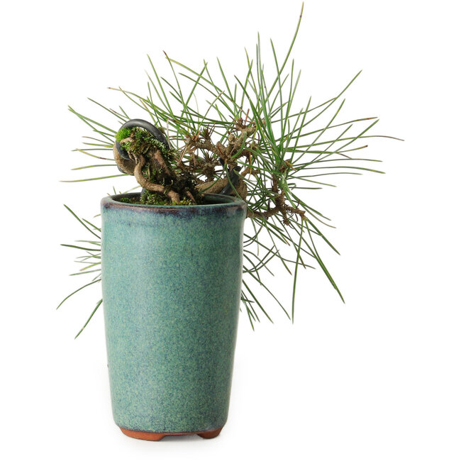 Pinus thunbergii, 8,5 cm, ± 8 years old
