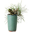 Pinus thunbergii, 8,5 cm, ± 8 years old