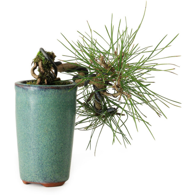 Pinus thunbergii, 8,5 cm, ± 8 years old