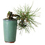 Pinus thunbergii, 8,5 cm, ± 8 años