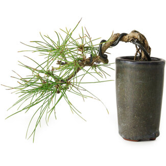 Pinus thunbergii, 8,5 cm, ± 8 Jahre alt