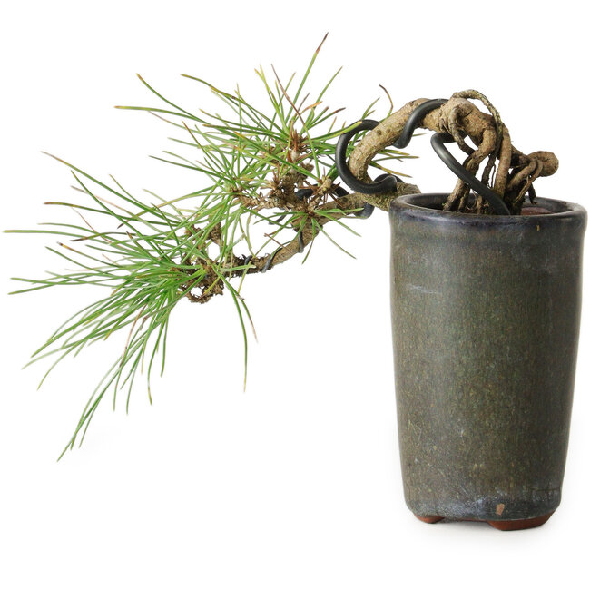 Pinus thunbergii, 8,5 cm, ± 8 jaar oud