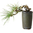 Pinus thunbergii, 8,5 cm, ± 8 ans