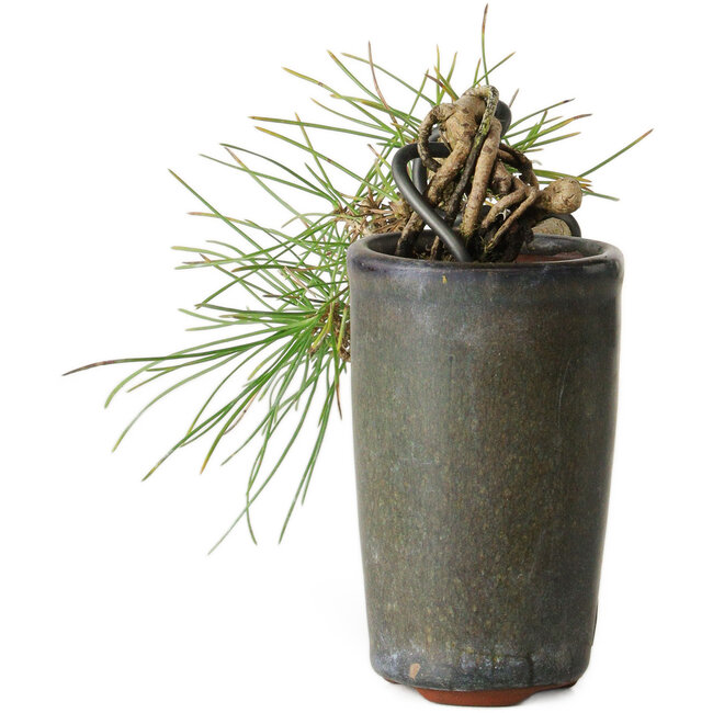 Pinus thunbergii, 8,5 cm, ± 8 jaar oud