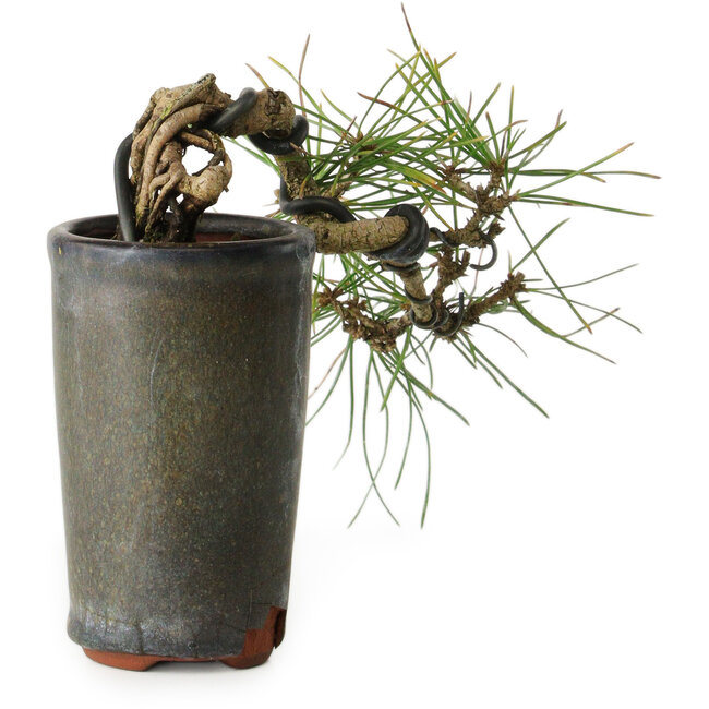 Pinus thunbergii, 8,5 cm, ± 8 years old