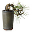Pinus thunbergii, 8,5 cm, ± 8 ans