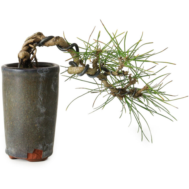 Pinus thunbergii, 8,5 cm, ± 8 Jahre alt