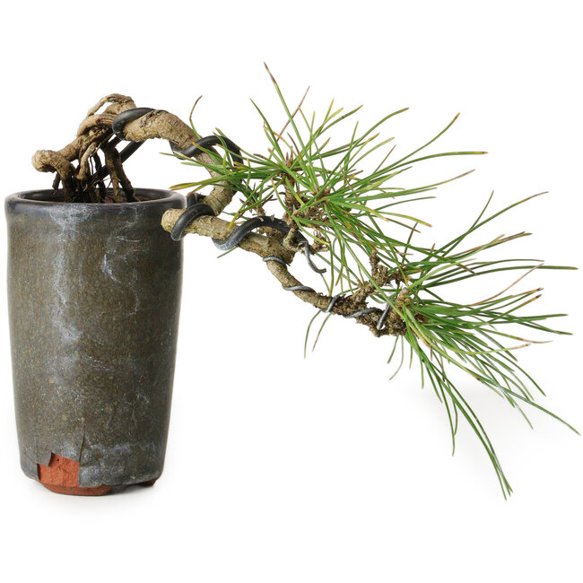Pinus thunbergii, 8,5 cm, ± 8 ans