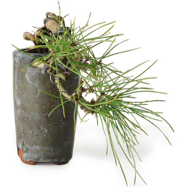 Pinus thunbergii, 8,5 cm, ± 8 años