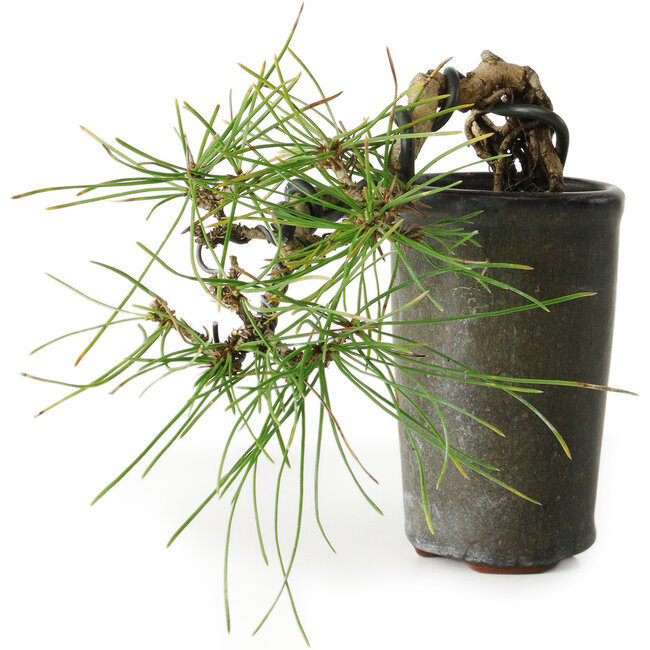 Pinus thunbergii, 8,5 cm, ± 8 ans
