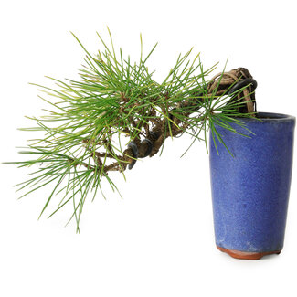 Pinus thunbergii, 8,5 cm, ± 8 ans