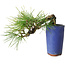 Pinus thunbergii, 8,5 cm, ± 8 ans