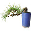 Pinus thunbergii, 8,5 cm, ± 8 ans
