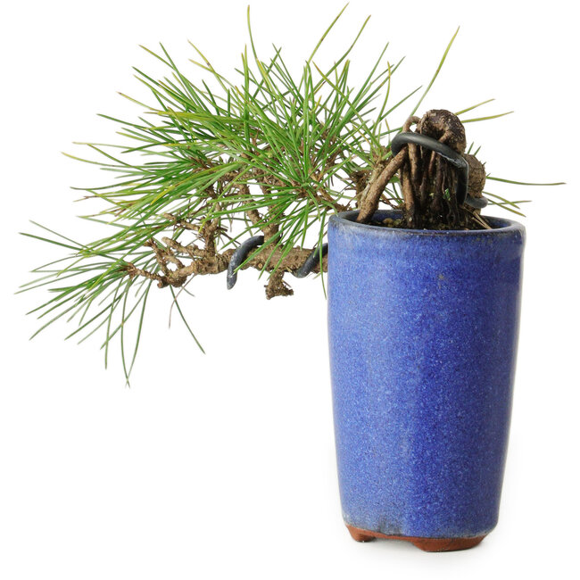 Pinus thunbergii, 8,5 cm, ± 8 ans