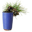 Pinus thunbergii, 8,5 cm, ± 8 ans