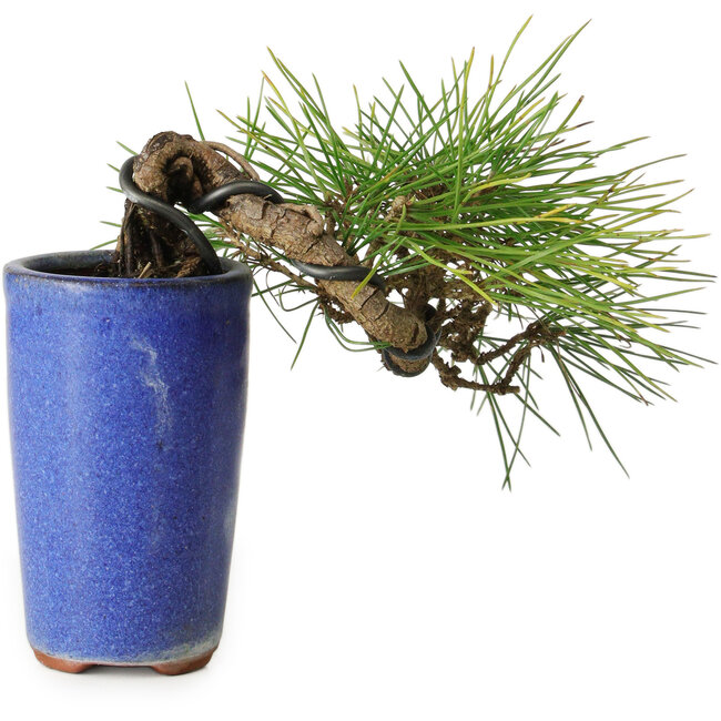 Pinus thunbergii, 8,5 cm, ± 8 ans