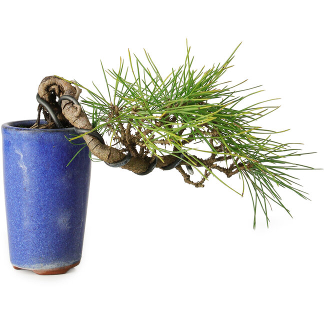 Pinus thunbergii, 8,5 cm, ± 8 ans