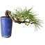 Pinus thunbergii, 8,5 cm, ± 8 ans