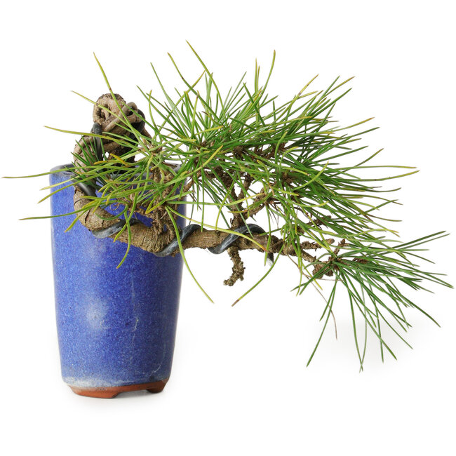 Pinus thunbergii, 8,5 cm, ± 8 ans
