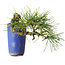 Pinus thunbergii, 8,5 cm, ± 8 ans