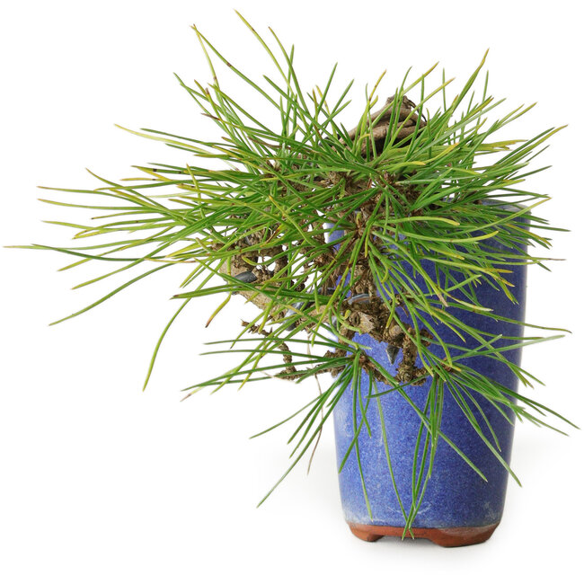 Pinus thunbergii, 8,5 cm, ± 8 ans